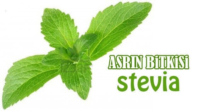 Stevia Bitkisi